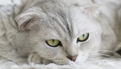 开云体育app-乐鱼电竞——引领新时代的电竞娱乐新风尚