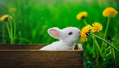 乐鱼乐鱼体育官网下载：开启专业竞技与娱乐体验的新纪元